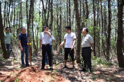 安仁县开展无人机防治林业有害生物